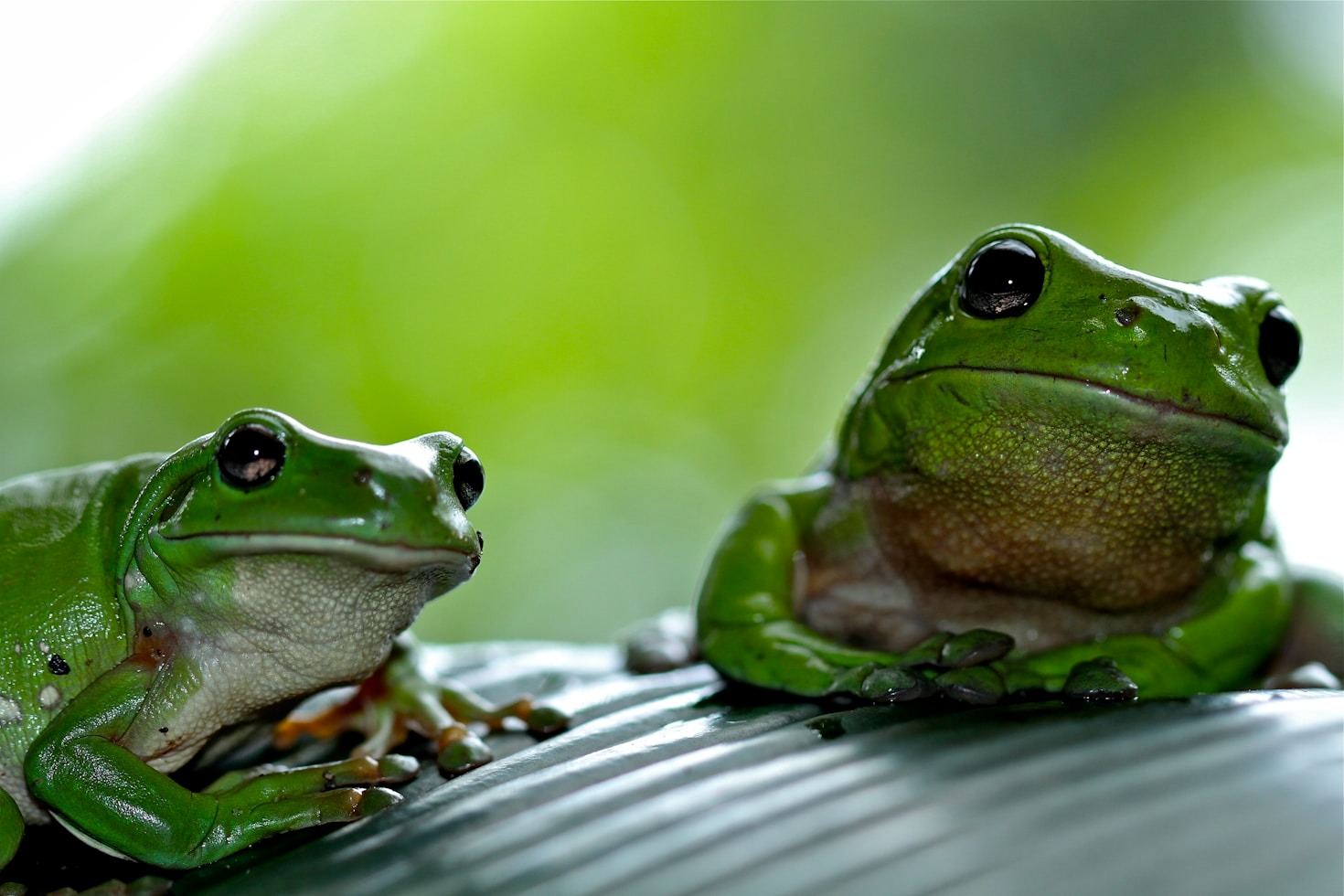 The Amazing Adaptations of Frogs in Nature
