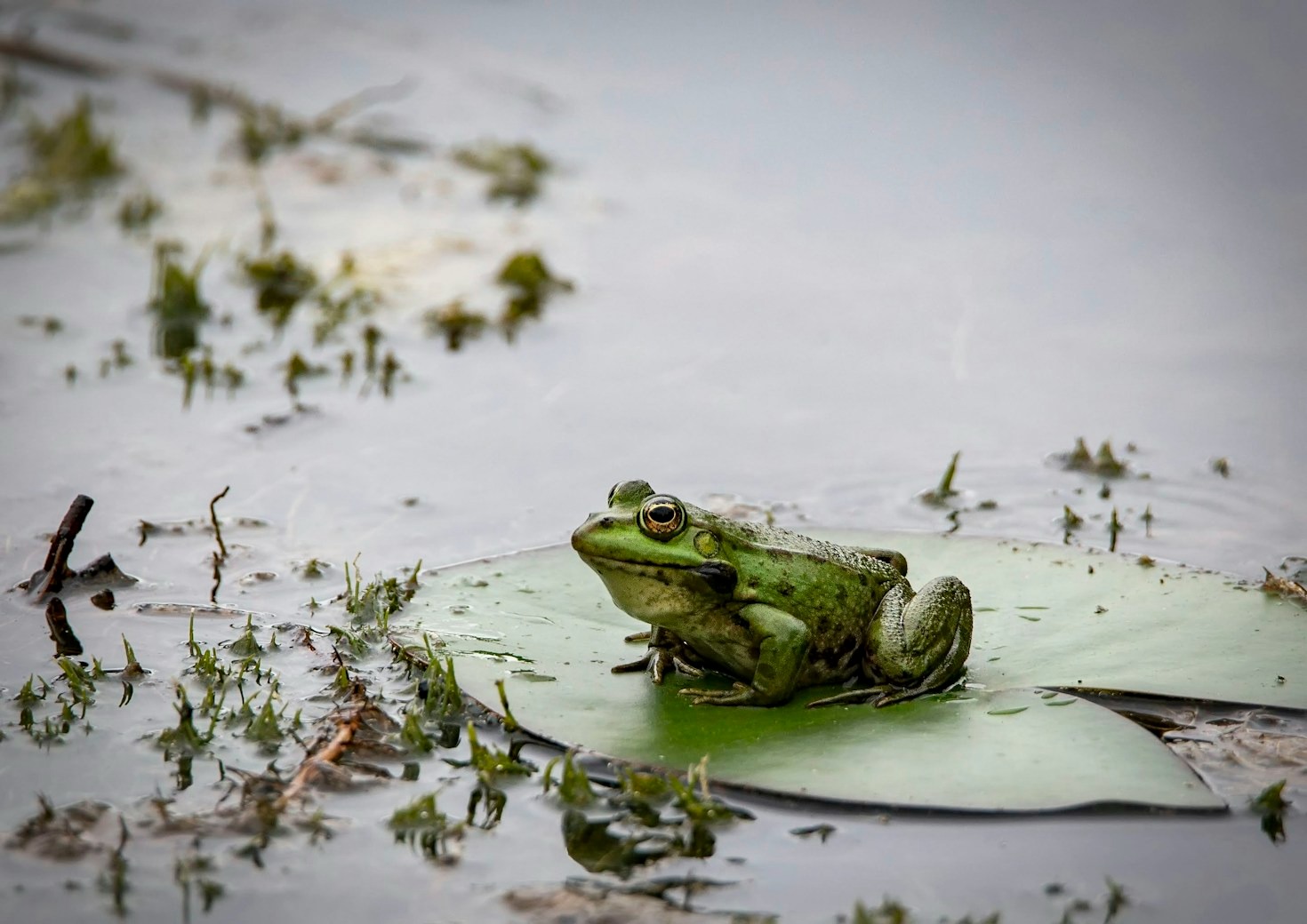 The Importance of Amphibians in Environmental Conservation