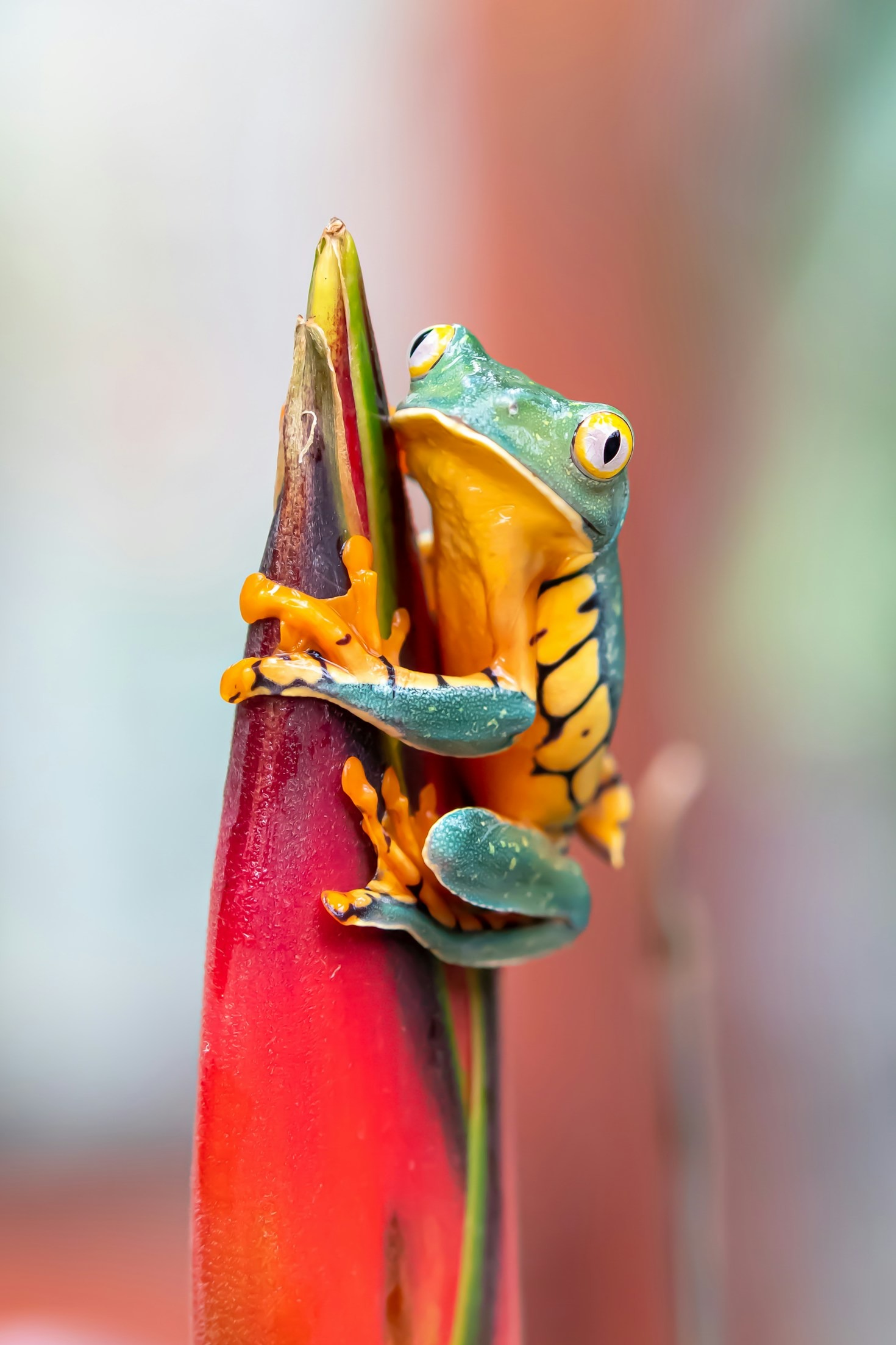 Storytelling as a Tool for Wildlife Education