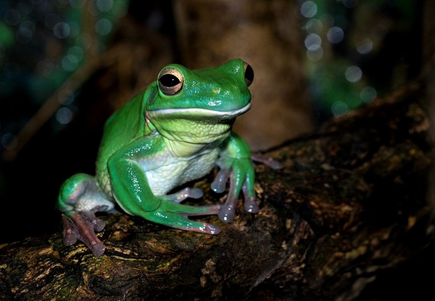 Exploring the World of Frogs: A Beginner’s Guide